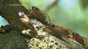 Great cicada invasion underway