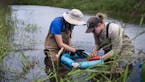 Biologists work to restore minnows to Minnesota prairies