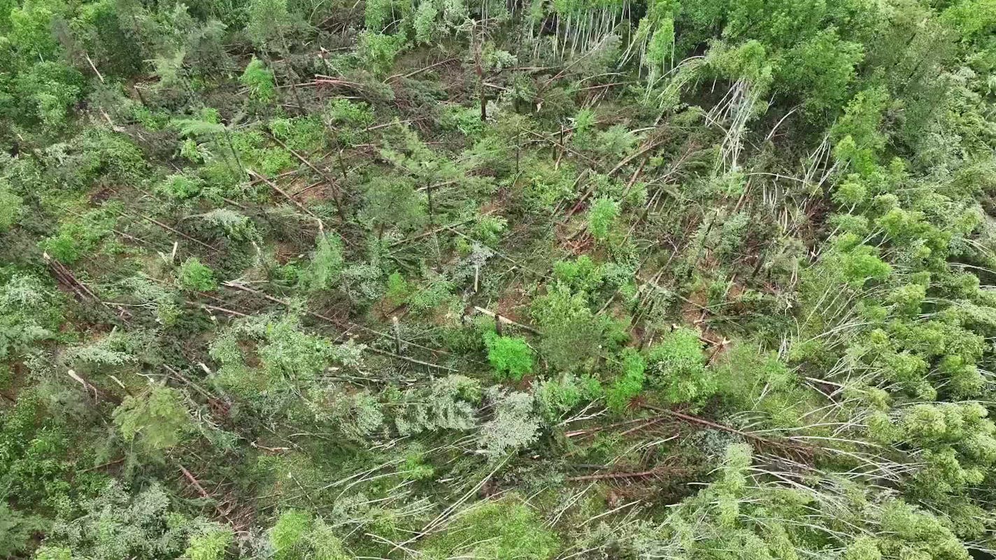 Storm damage near Gull Lake
