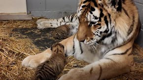 Newborn Amur tigers hang out with mom at Mn. Zoo