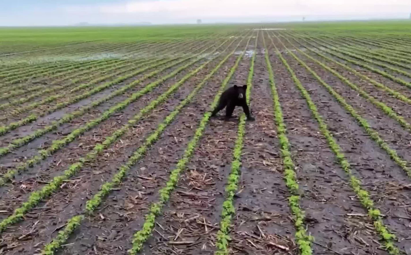 A wild black bear was spotted in Graceville, a small rural town in western Minnesota