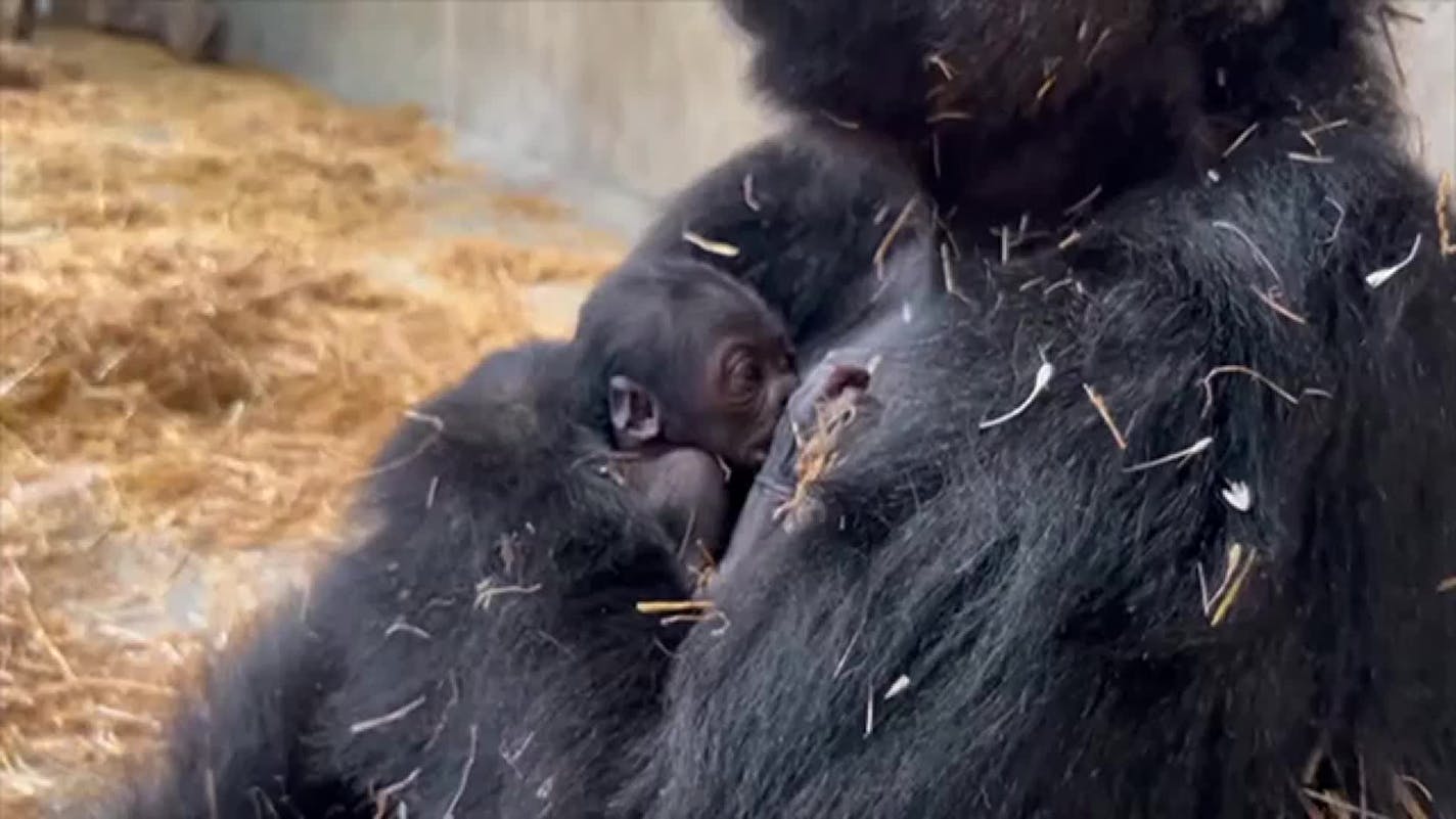 Detroit Zoo celebrates birth of a baby gorilla, the first in its 96-year history