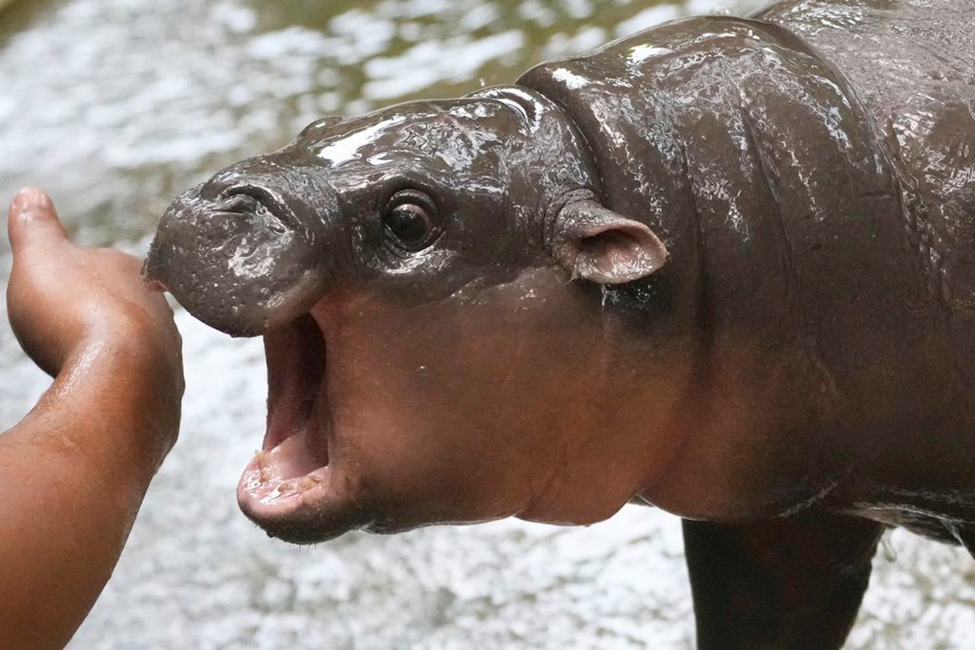 Baby pygmy hippo Moo Deng is a global viral sensation