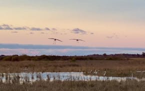 Sandhill cranes coming in to roost for the night at Crex Meadows near Grantsburg, Wis. in late October, 2021.