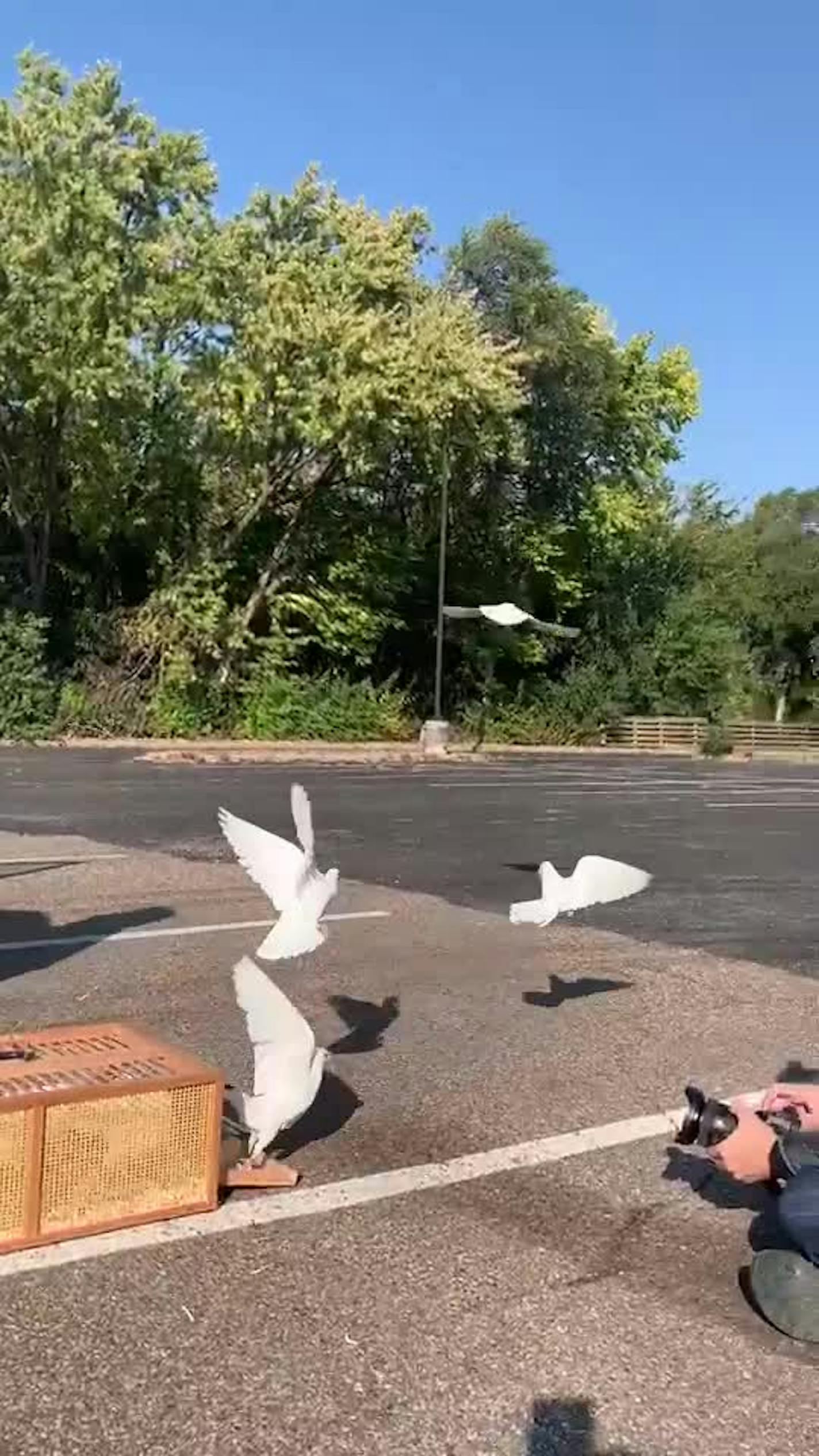 White doves used at weddings and funerals take training flight